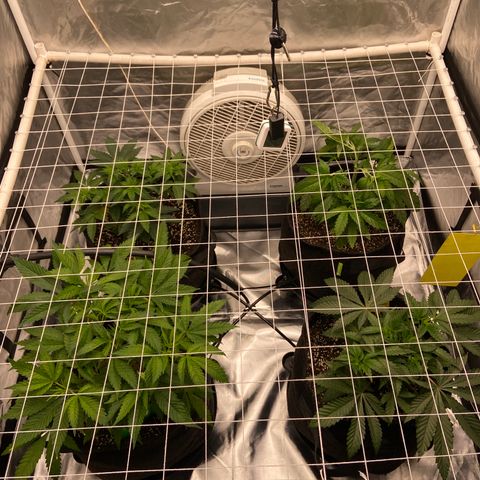 Pineapple Uspidedown Cake growlog timeline photo