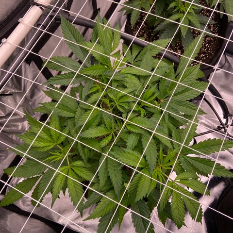 Pineapple Uspidedown Cake growlog timeline photo