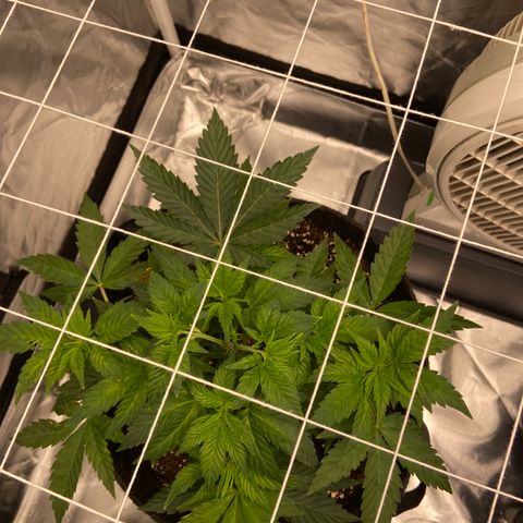 Pineapple Uspidedown Cake growlog timeline photo