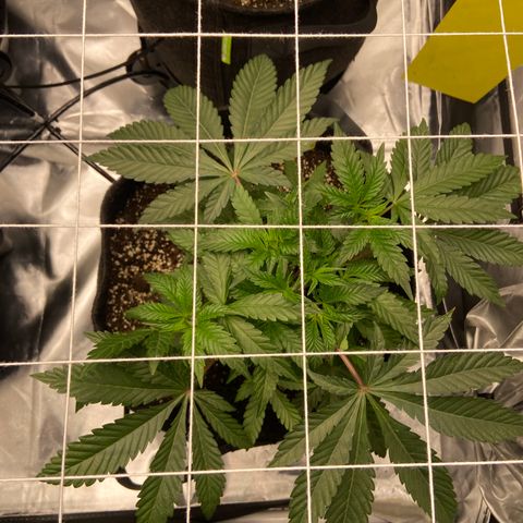 Pineapple Uspidedown Cake growlog timeline photo