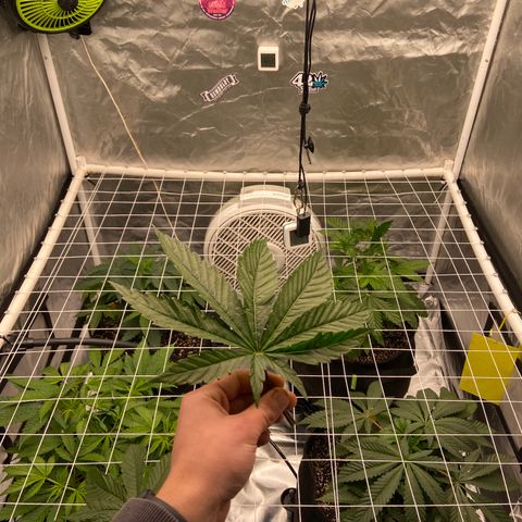 California Octane growlog timeline photo