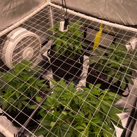 Pineapple Uspidedown Cake growlog timeline photo