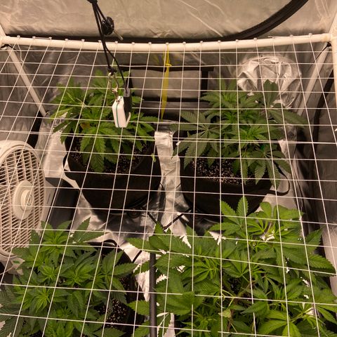 Pineapple Uspidedown Cake growlog timeline photo