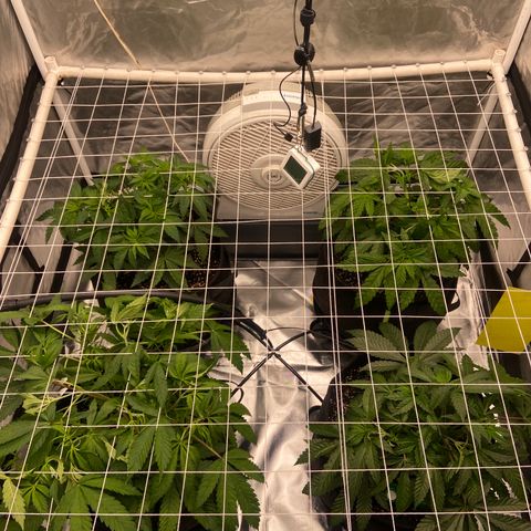 Pineapple Uspidedown Cake growlog timeline photo