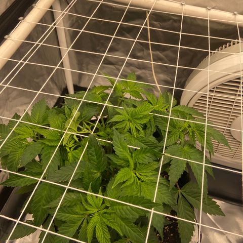 Pineapple Uspidedown Cake growlog timeline photo