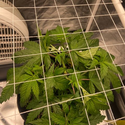 Pineapple Uspidedown Cake growlog timeline photo