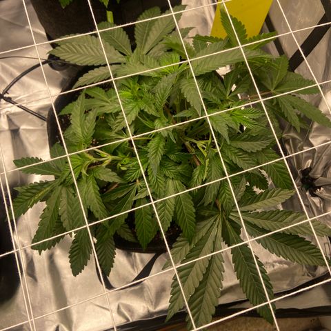 Pineapple Uspidedown Cake growlog timeline photo