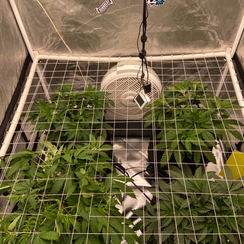Pineapple Uspidedown Cake growlog timeline photo