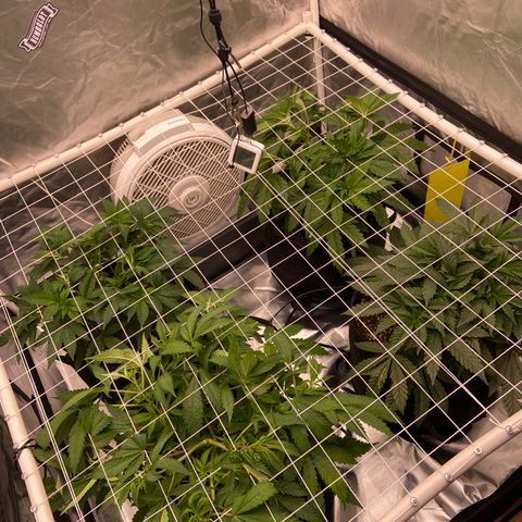 Pineapple Uspidedown Cake growlog timeline photo