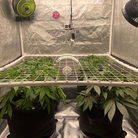 Pineapple Uspidedown Cake growlog timeline photo