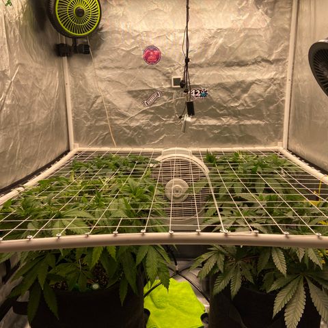 Pineapple Uspidedown Cake growlog timeline photo