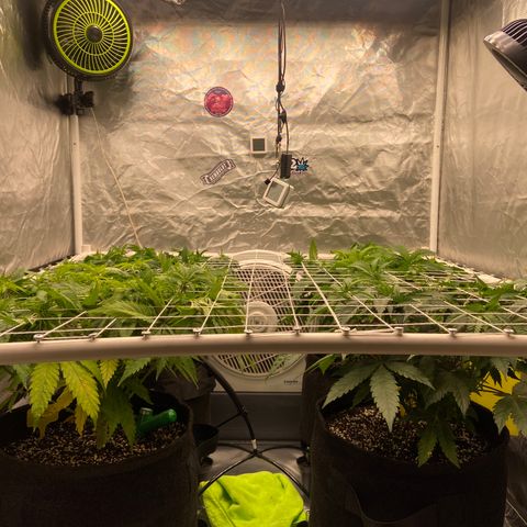 Pineapple Uspidedown Cake growlog timeline photo
