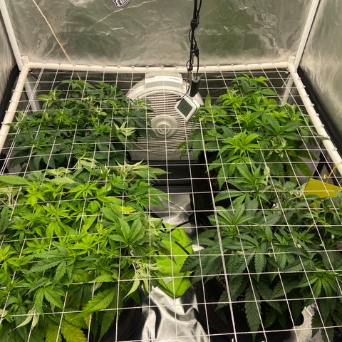 Pineapple Uspidedown Cake growlog timeline photo