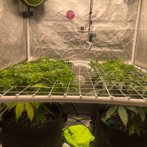 Pineapple Uspidedown Cake growlog timeline photo