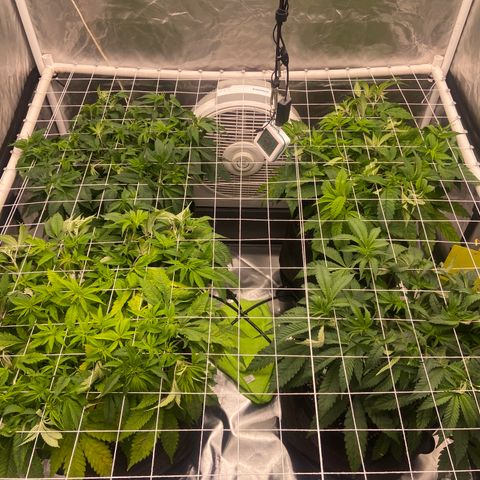 Pineapple Uspidedown Cake growlog timeline photo