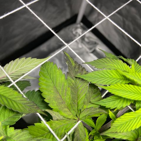 Pineapple Uspidedown Cake growlog timeline photo