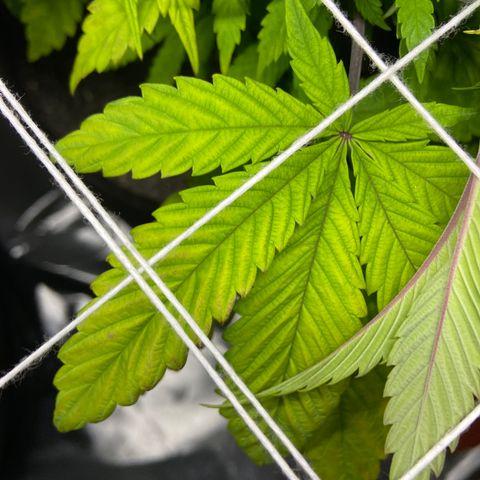 Pineapple Uspidedown Cake growlog timeline photo
