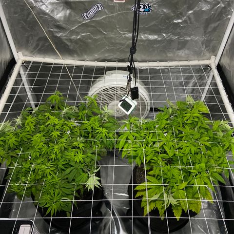 Pineapple Uspidedown Cake growlog timeline photo