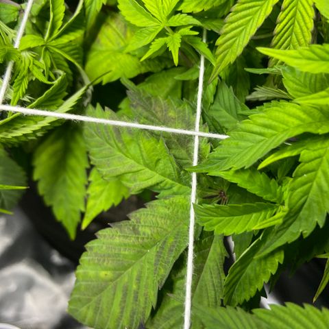 Pineapple Uspidedown Cake growlog timeline photo