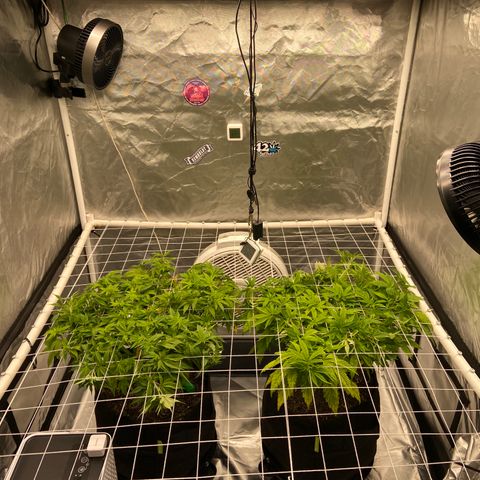 Pineapple Uspidedown Cake growlog timeline photo