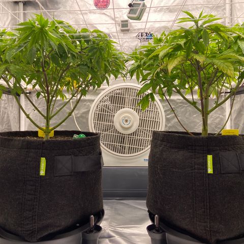Pineapple Uspidedown Cake growlog timeline photo