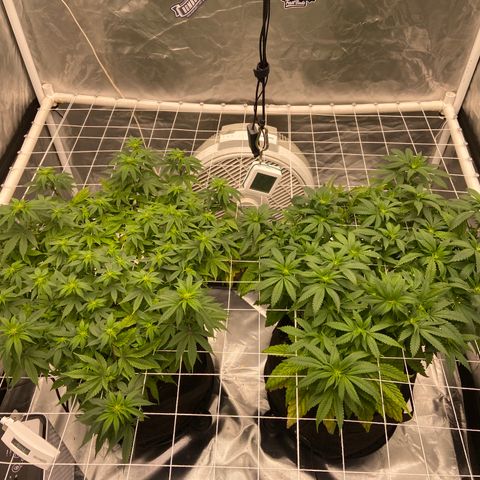 Pineapple Uspidedown Cake growlog timeline photo