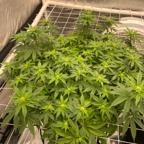Pineapple Uspidedown Cake growlog timeline photo