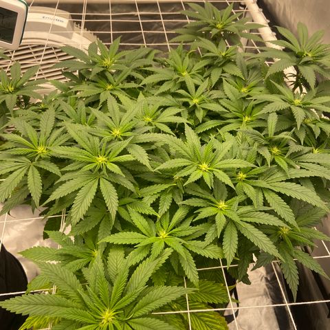 Pineapple Uspidedown Cake growlog timeline photo