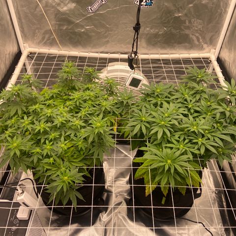 Pineapple Uspidedown Cake growlog timeline photo