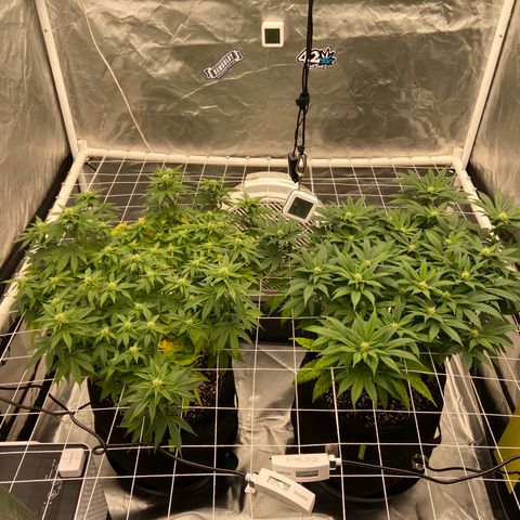Pineapple Uspidedown Cake growlog timeline photo