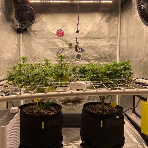 Pineapple Uspidedown Cake growlog timeline photo