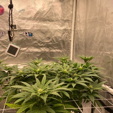 Pineapple Uspidedown Cake growlog timeline photo