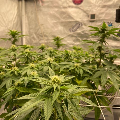Pineapple Uspidedown Cake growlog timeline photo