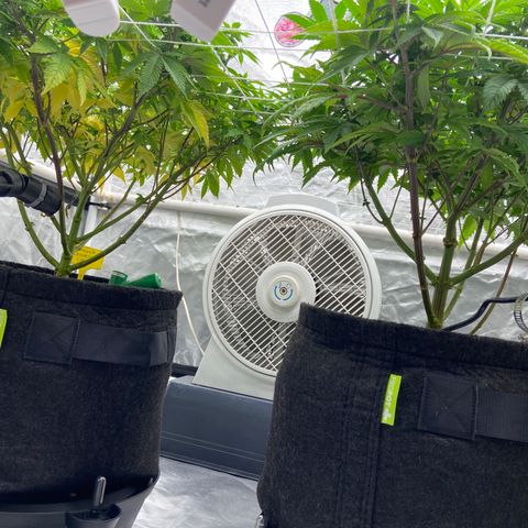 Pineapple Uspidedown Cake growlog timeline photo