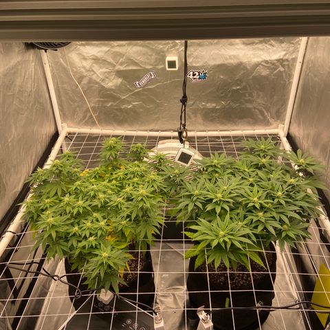 Pineapple Uspidedown Cake growlog timeline photo