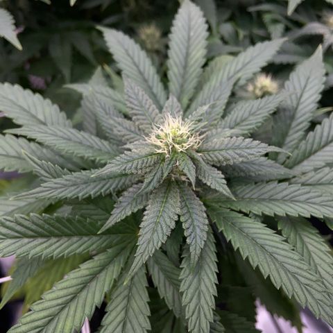 Pineapple Uspidedown Cake growlog timeline photo