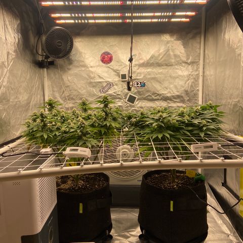 Pineapple Uspidedown Cake growlog timeline photo