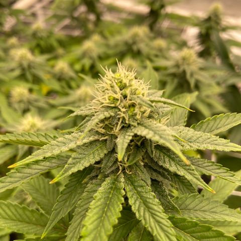 Pineapple Uspidedown Cake growlog timeline photo
