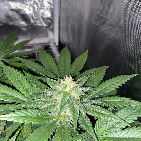 Pineapple Uspidedown Cake growlog timeline photo