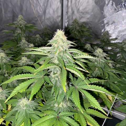 Pineapple Uspidedown Cake growlog timeline photo
