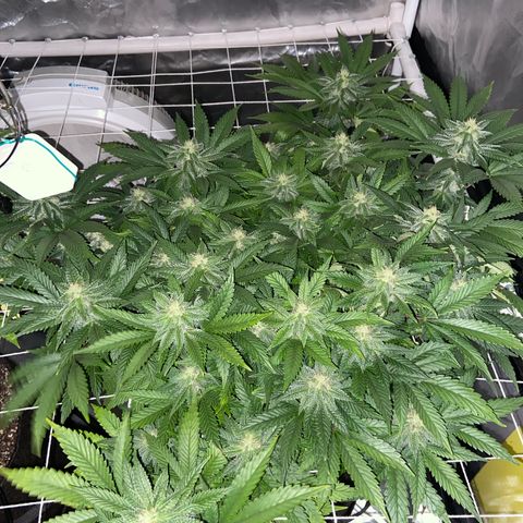 Pineapple Uspidedown Cake growlog timeline photo