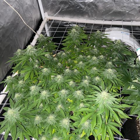 Pineapple Uspidedown Cake growlog timeline photo