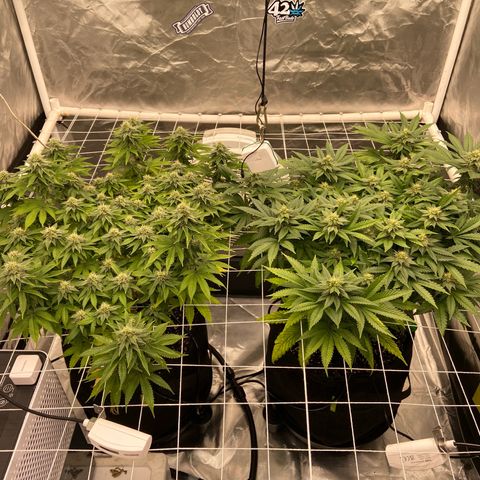 Pineapple Uspidedown Cake growlog timeline photo
