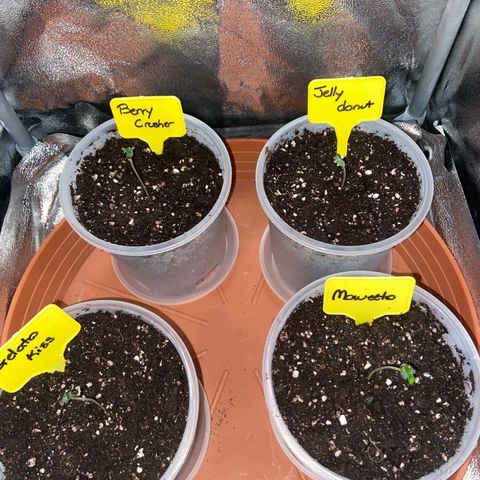 Moweeto growlog timeline photo