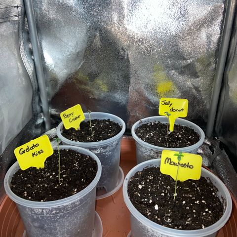 Moweeto growlog timeline photo