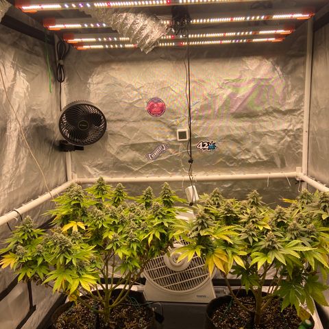 Pineapple Uspidedown Cake growlog timeline photo