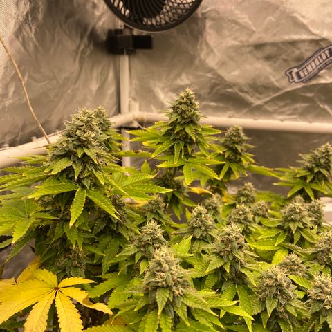 Pineapple Uspidedown Cake growlog timeline photo