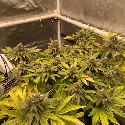 Pineapple Uspidedown Cake growlog timeline photo