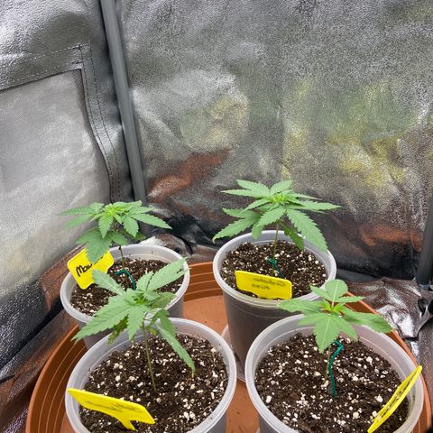 Moweeto growlog timeline photo