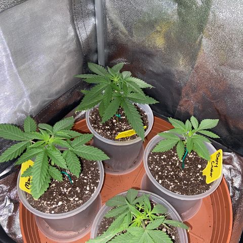 Moweeto growlog timeline photo